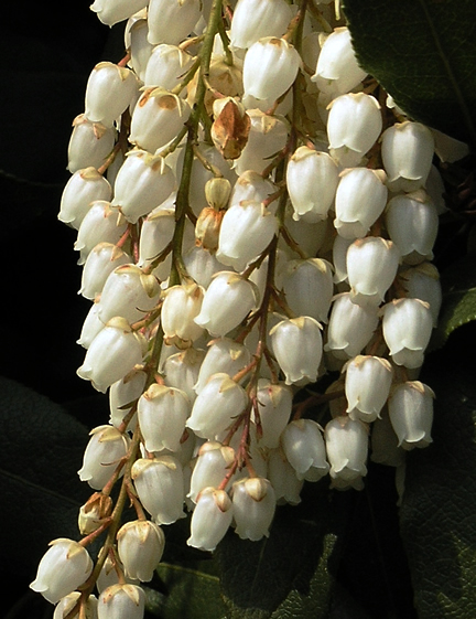 Pieris formosa  var. forrestii 'Jermyns', flower.